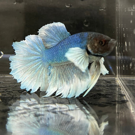 the-fish-farm Male Betta Male Betta - One Only - 17 Choose your favourite Male Betta from The Fish Farm Australia