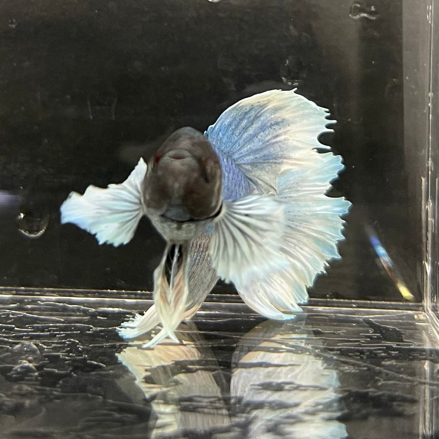 the-fish-farm Male Betta Male Betta - One Only - 17 Choose your favourite Male Betta from The Fish Farm Australia