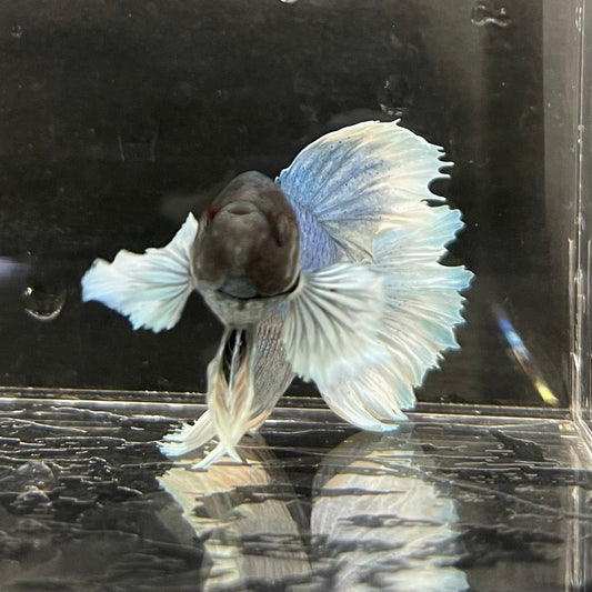 the-fish-farm Male Betta Male Betta - One Only - 17 Choose your favourite Male Betta from The Fish Farm Australia