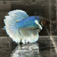 the-fish-farm Male Betta Male Betta - One Only - 17 Choose your favourite Male Betta from The Fish Farm Australia