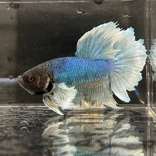 the-fish-farm Male Betta Male Betta - One Only - 17 Choose your favourite Male Betta from The Fish Farm Australia