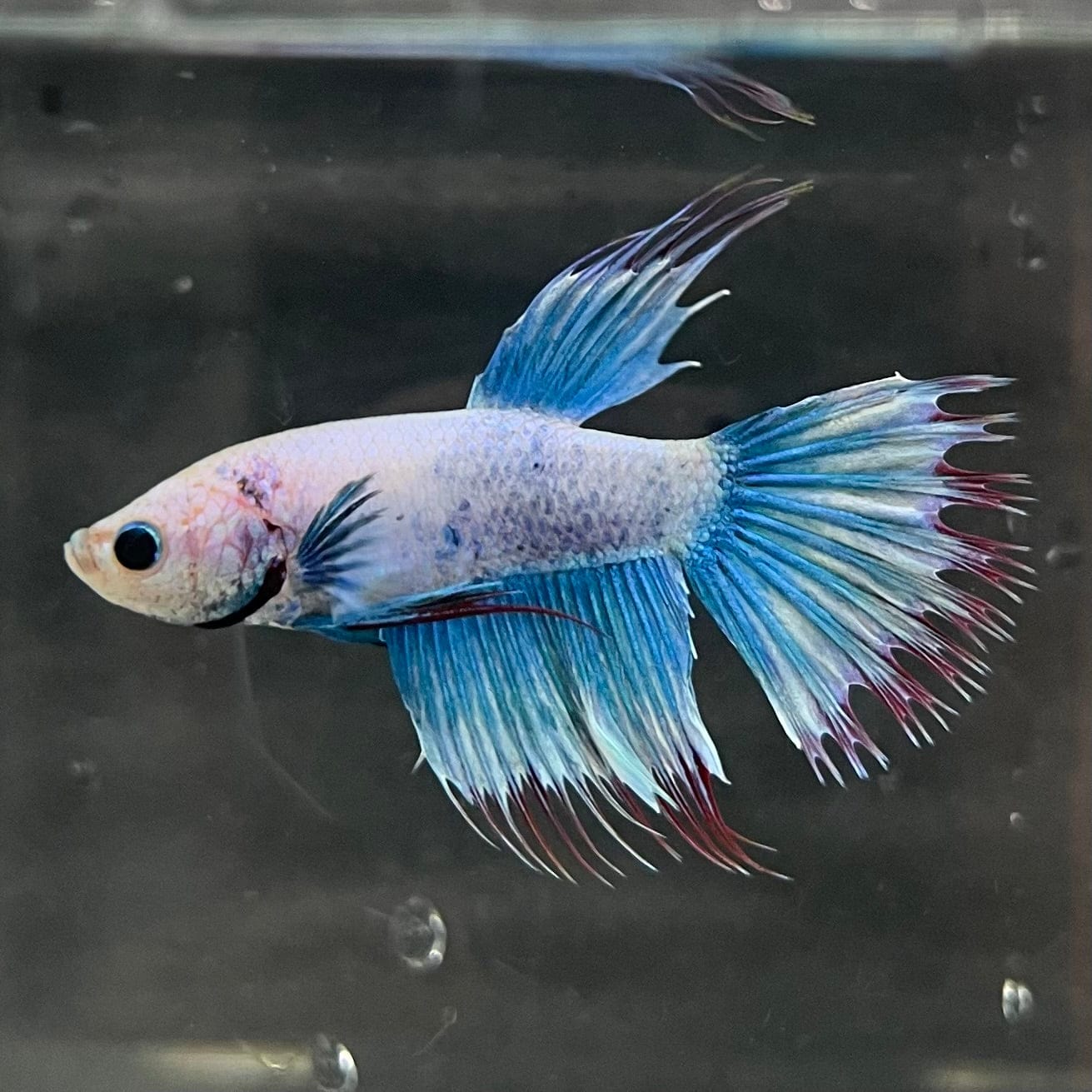 the-fish-farm Male Betta Male Betta - One Only - 17 Choose your favourite Male Betta from The Fish Farm Australia