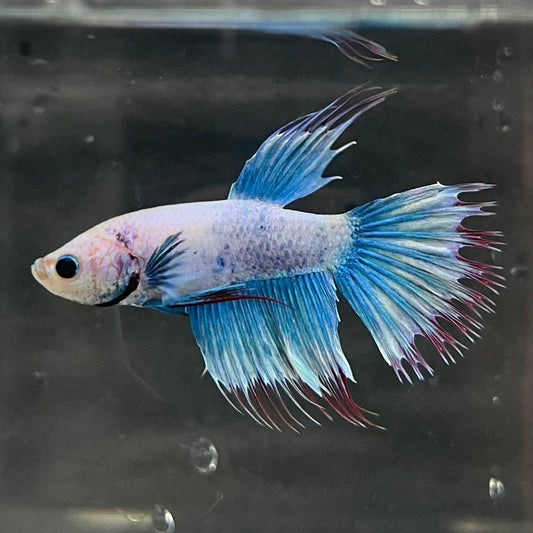 the-fish-farm Male Betta Male Betta - One Only - 17 Choose your favourite Male Betta from The Fish Farm Australia