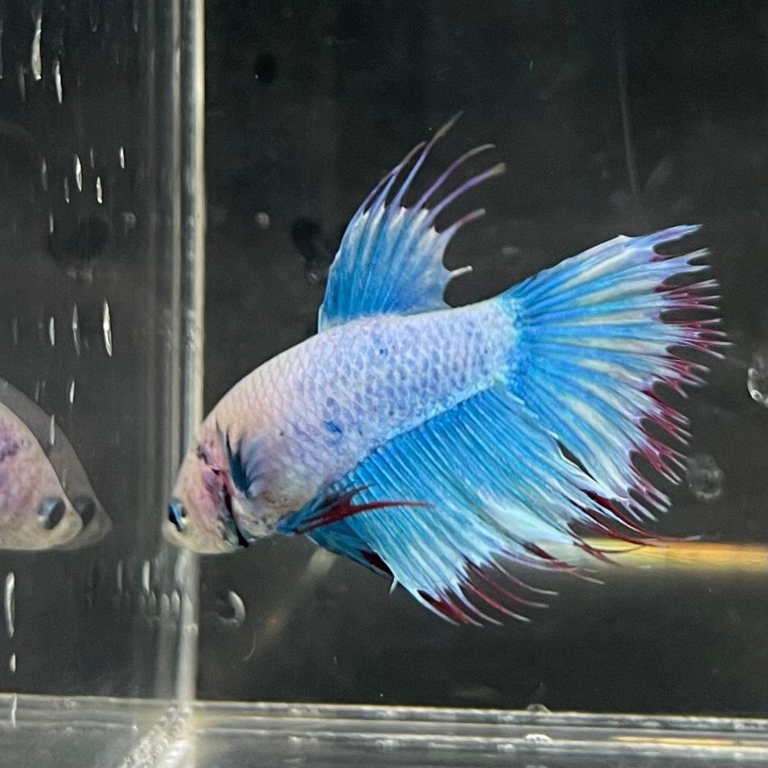 the-fish-farm Male Betta Male Betta - One Only - 17 Choose your favourite Male Betta from The Fish Farm Australia