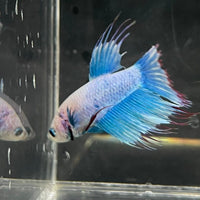 the-fish-farm Male Betta Male Betta - One Only - 17 Choose your favourite Male Betta from The Fish Farm Australia