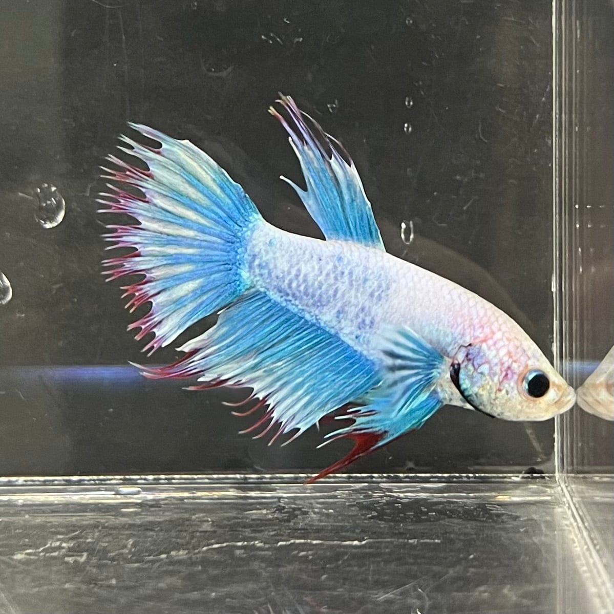 the-fish-farm Male Betta Male Betta - One Only - 17 Choose your favourite Male Betta from The Fish Farm Australia