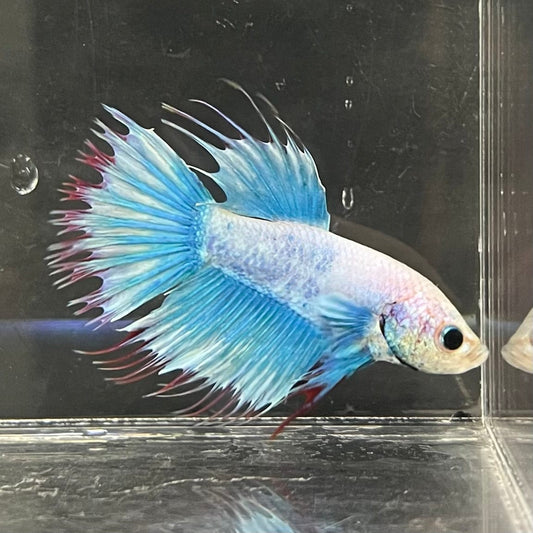 the-fish-farm Male Betta Male Betta - One Only - 17 Choose your favourite Male Betta from The Fish Farm Australia