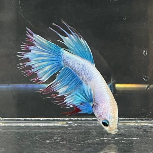 the-fish-farm Male Betta Male Betta - One Only - 17 Choose your favourite Male Betta from The Fish Farm Australia