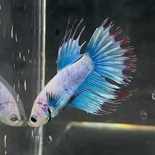 the-fish-farm Male Betta Male Betta - One Only - 17 Choose your favourite Male Betta from The Fish Farm Australia