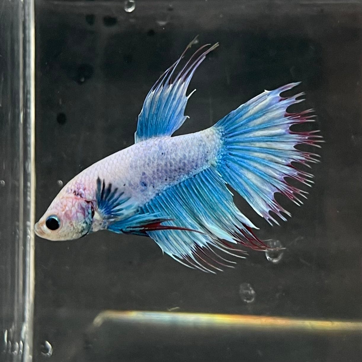 the-fish-farm Male Betta Male Betta - One Only - 17 Choose your favourite Male Betta from The Fish Farm Australia