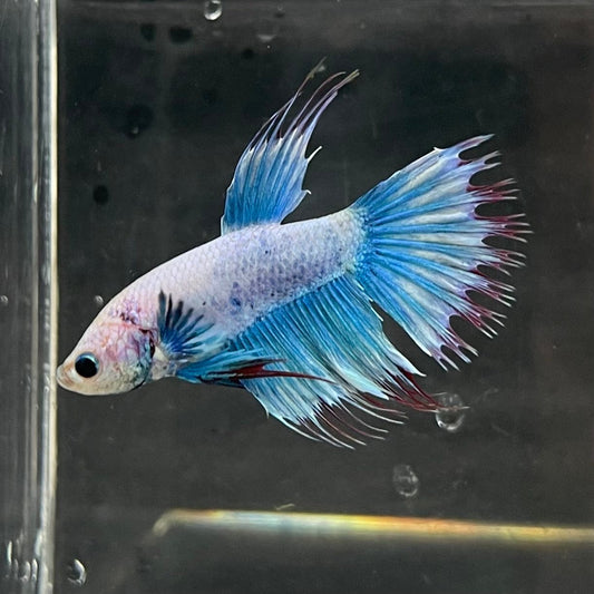 the-fish-farm Male Betta Male Betta - One Only - 17 Choose your favourite Male Betta from The Fish Farm Australia