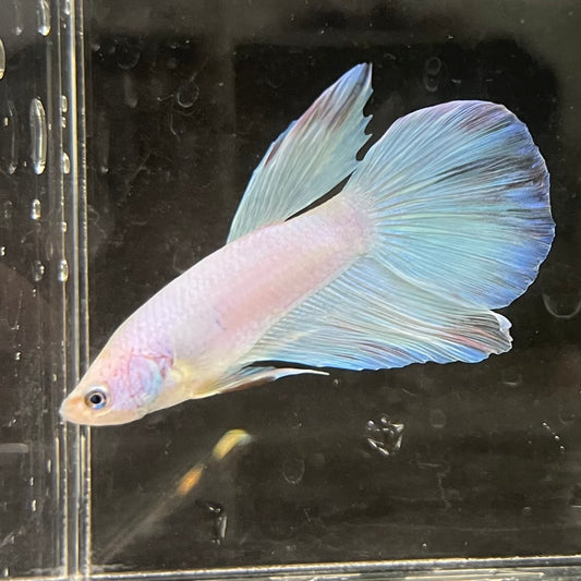 the-fish-farm Male Betta Male Betta - One Only - 17 Choose your favourite Male Betta from The Fish Farm Australia