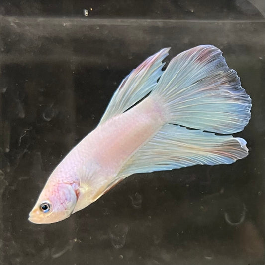 the-fish-farm Male Betta Male Betta - One Only - 17 Choose your favourite Male Betta from The Fish Farm Australia