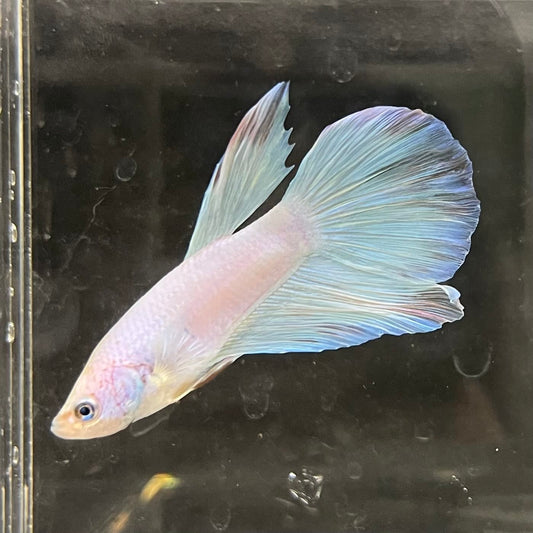 the-fish-farm Male Betta Male Betta - One Only - 17 Choose your favourite Male Betta from The Fish Farm Australia