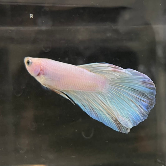 the-fish-farm Male Betta Male Betta - One Only - 17 Choose your favourite Male Betta from The Fish Farm Australia