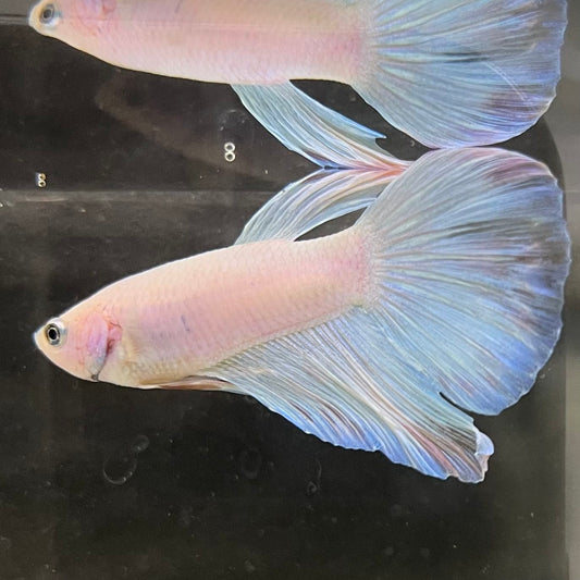 the-fish-farm Male Betta Male Betta - One Only - 17 Choose your favourite Male Betta from The Fish Farm Australia