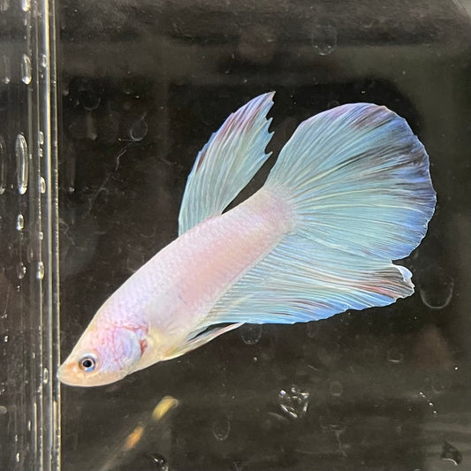 the-fish-farm Male Betta Male Betta - One Only - 17 Choose your favourite Male Betta from The Fish Farm Australia