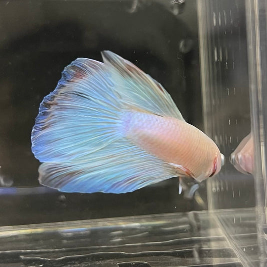 the-fish-farm Male Betta Male Betta - One Only - 17 Choose your favourite Male Betta from The Fish Farm Australia