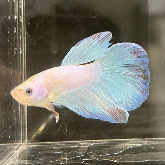 the-fish-farm Male Betta Male Betta - One Only - 17 Choose your favourite Male Betta from The Fish Farm Australia