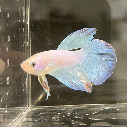 the-fish-farm Male Betta Male Betta - One Only - 17 Choose your favourite Male Betta from The Fish Farm Australia