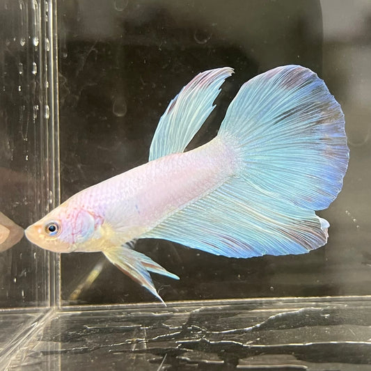 the-fish-farm Male Betta Male Betta - One Only - 17 Choose your favourite Male Betta from The Fish Farm Australia