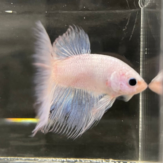the-fish-farm Male Betta Male Betta - One Only - 17 Choose your favourite Male Betta from The Fish Farm Australia
