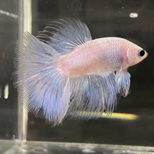 the-fish-farm Male Betta Male Betta - One Only - 17 Choose your favourite Male Betta from The Fish Farm Australia