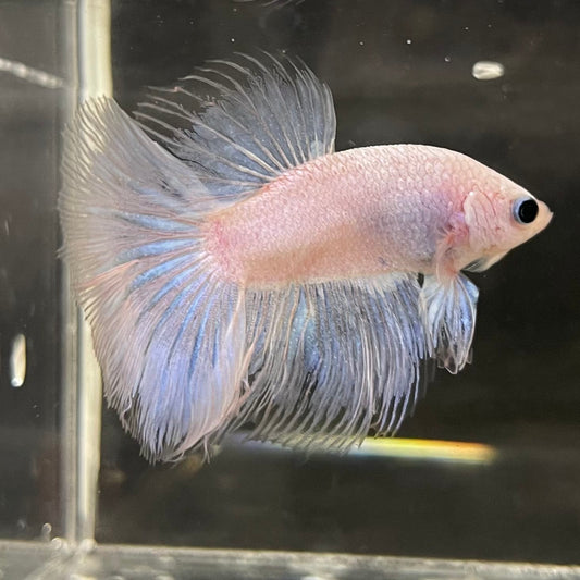 the-fish-farm Male Betta Male Betta - One Only - 17 Choose your favourite Male Betta from The Fish Farm Australia