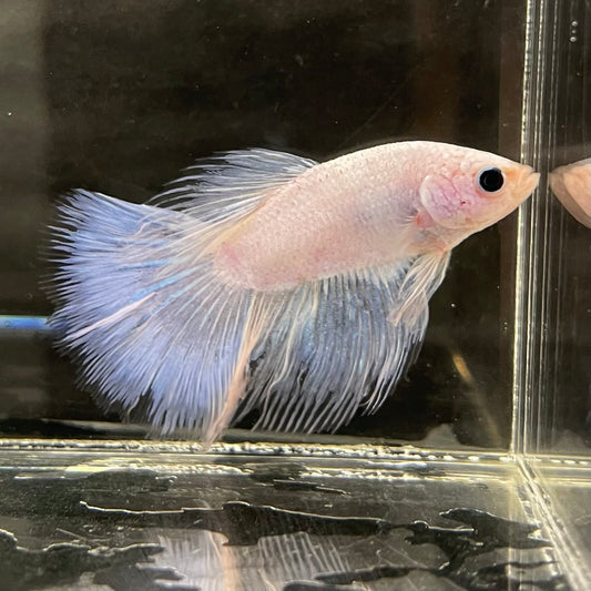 the-fish-farm Male Betta Male Betta - One Only - 17 Choose your favourite Male Betta from The Fish Farm Australia