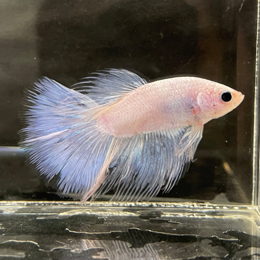 the-fish-farm Male Betta Male Betta - One Only - 17 Choose your favourite Male Betta from The Fish Farm Australia