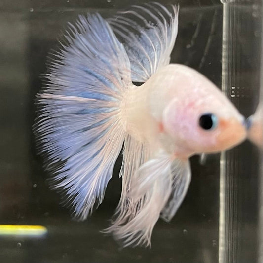 the-fish-farm Male Betta Male Betta - One Only - 17 Choose your favourite Male Betta from The Fish Farm Australia