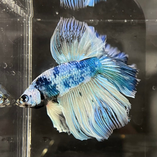 the-fish-farm Male Betta Male Betta - One Only - 17 Choose your favourite Male Betta from The Fish Farm Australia