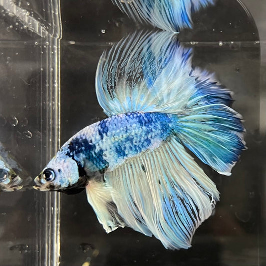 the-fish-farm Male Betta Male Betta - One Only - 17 Choose your favourite Male Betta from The Fish Farm Australia