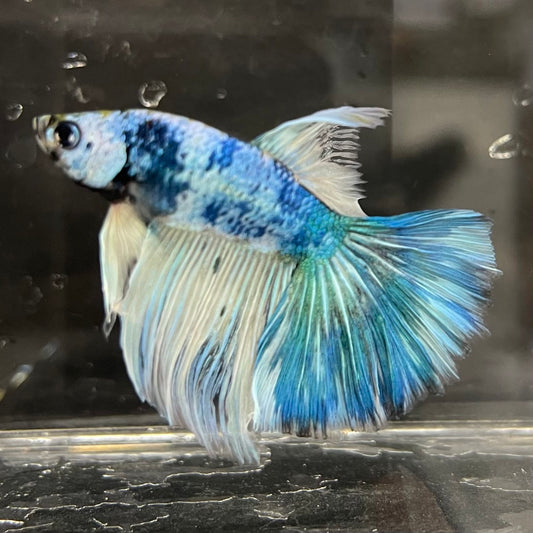 the-fish-farm Male Betta Male Betta - One Only - 17 Choose your favourite Male Betta from The Fish Farm Australia