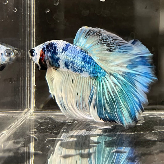 the-fish-farm Male Betta Male Betta - One Only - 17 Choose your favourite Male Betta from The Fish Farm Australia