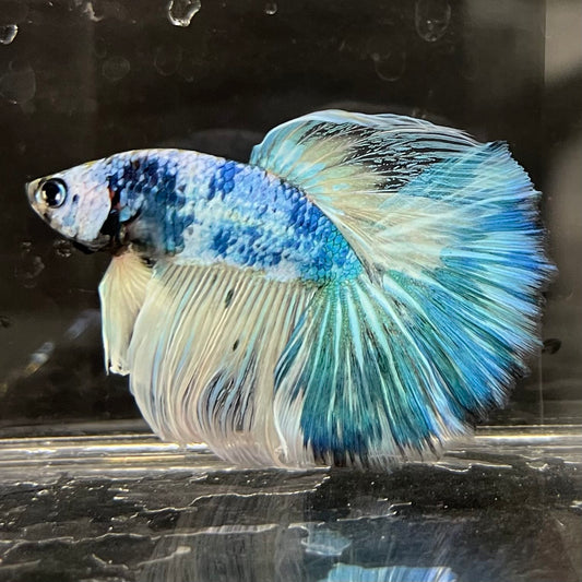 the-fish-farm Male Betta Male Betta - One Only - 17 Choose your favourite Male Betta from The Fish Farm Australia