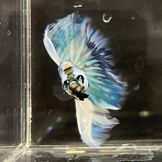 the-fish-farm Male Betta Male Betta - One Only - 17 Choose your favourite Male Betta from The Fish Farm Australia