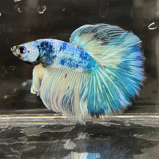 the-fish-farm Male Betta Male Betta - One Only - 17 Choose your favourite Male Betta from The Fish Farm Australia