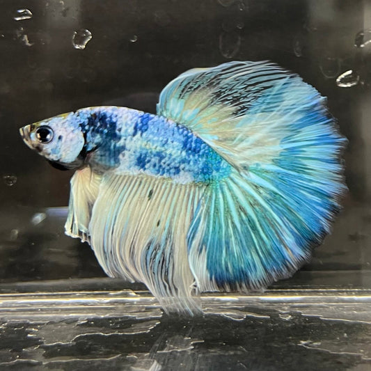 the-fish-farm Male Betta Male Betta - One Only - 17 Choose your favourite Male Betta from The Fish Farm Australia