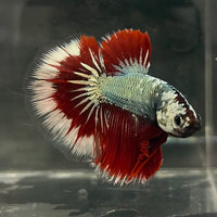 the-fish-farm Male Betta Male Betta - One Only - 17 Choose your favourite Male Betta from The Fish Farm Australia