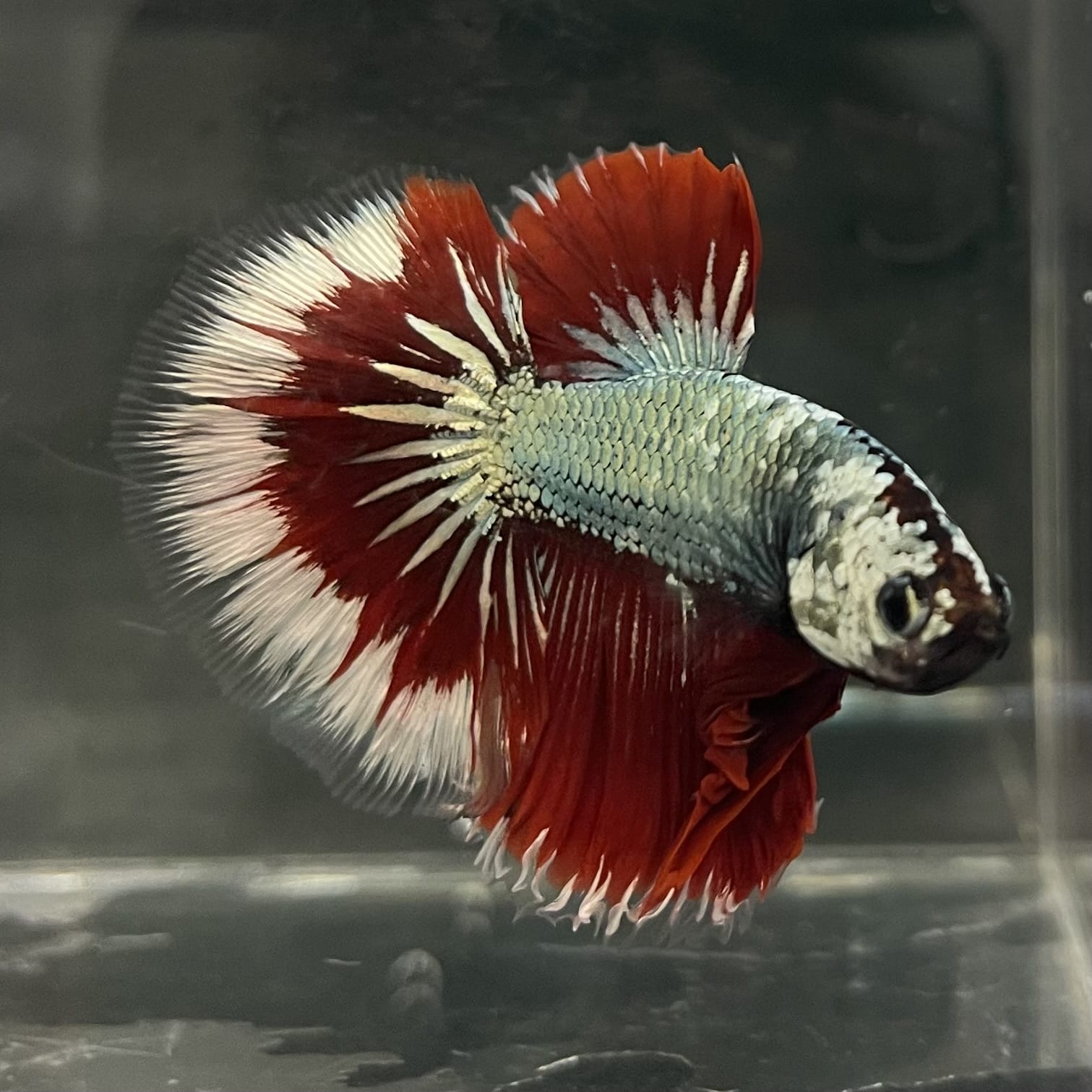 the-fish-farm Male Betta Male Betta - One Only - 17 Choose your favourite Male Betta from The Fish Farm Australia