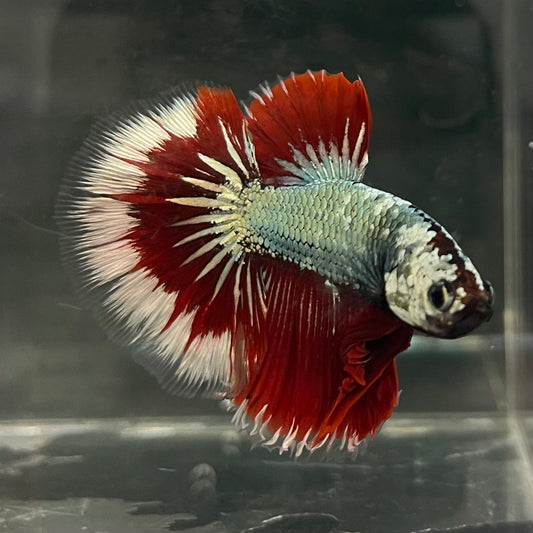 the-fish-farm Male Betta Male Betta - One Only - 17 Choose your favourite Male Betta from The Fish Farm Australia