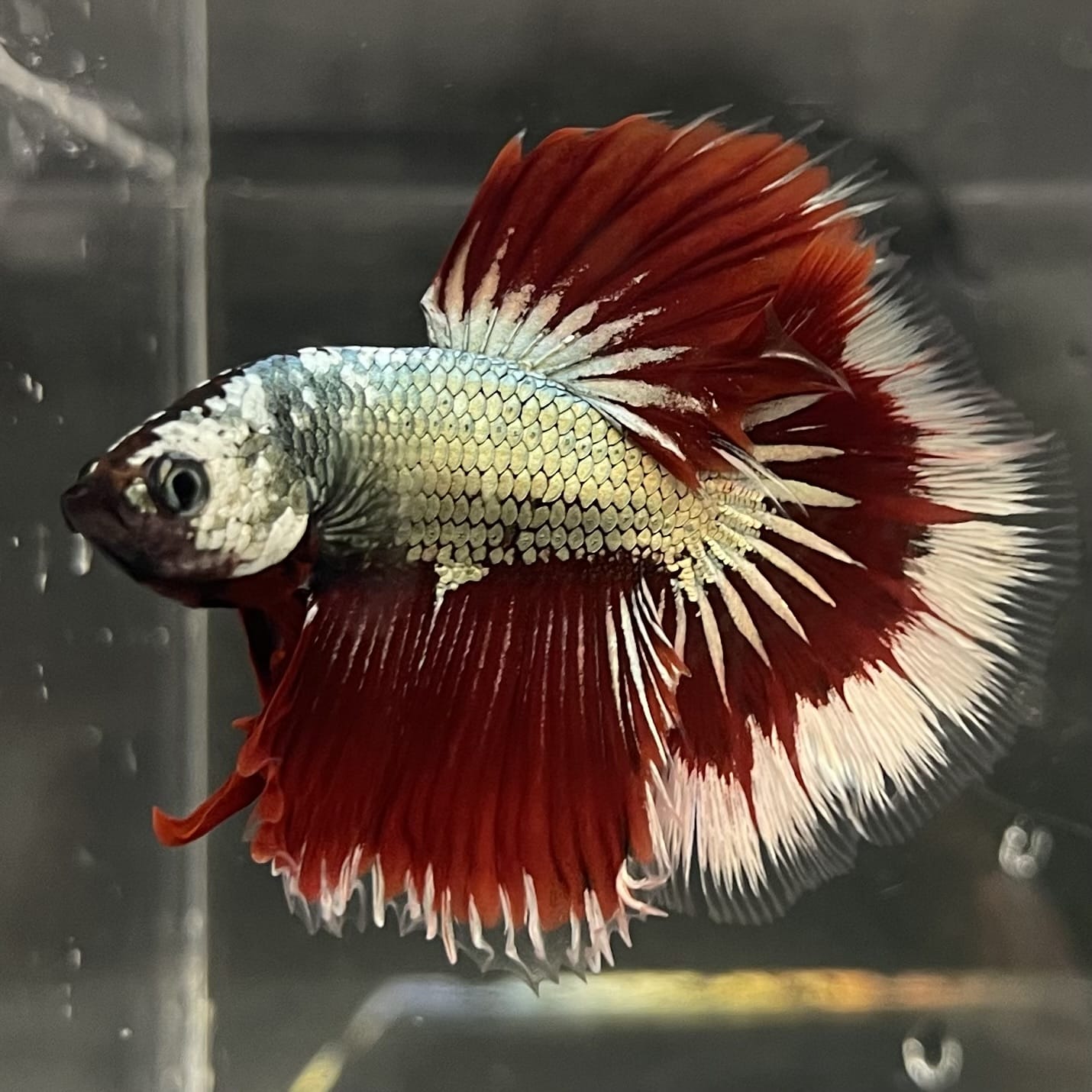 the-fish-farm Male Betta Male Betta - One Only - 17 Choose your favourite Male Betta from The Fish Farm Australia