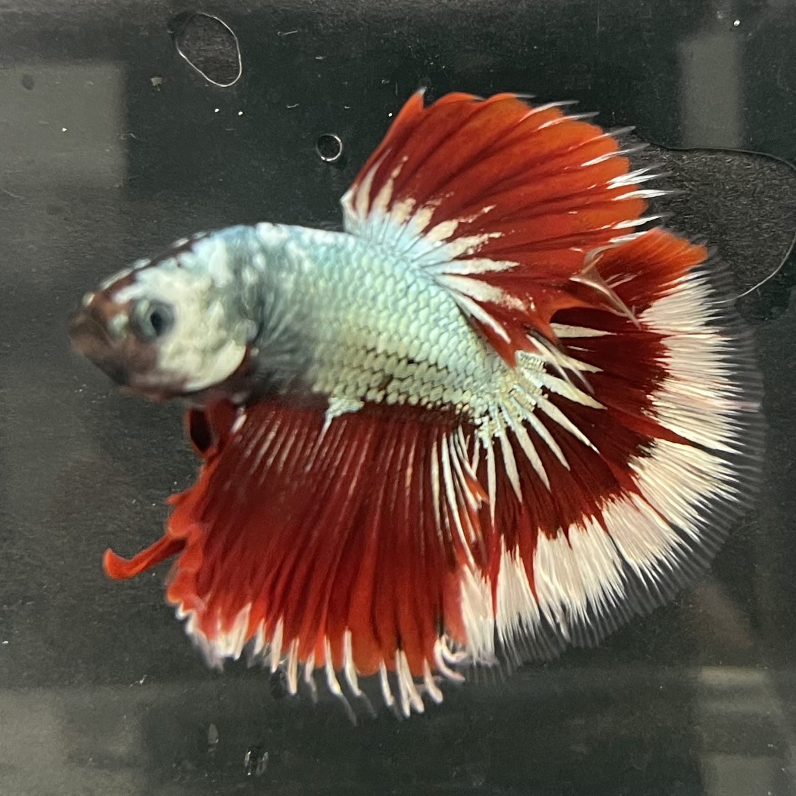 the-fish-farm Male Betta Male Betta - One Only - 17 Choose your favourite Male Betta from The Fish Farm Australia