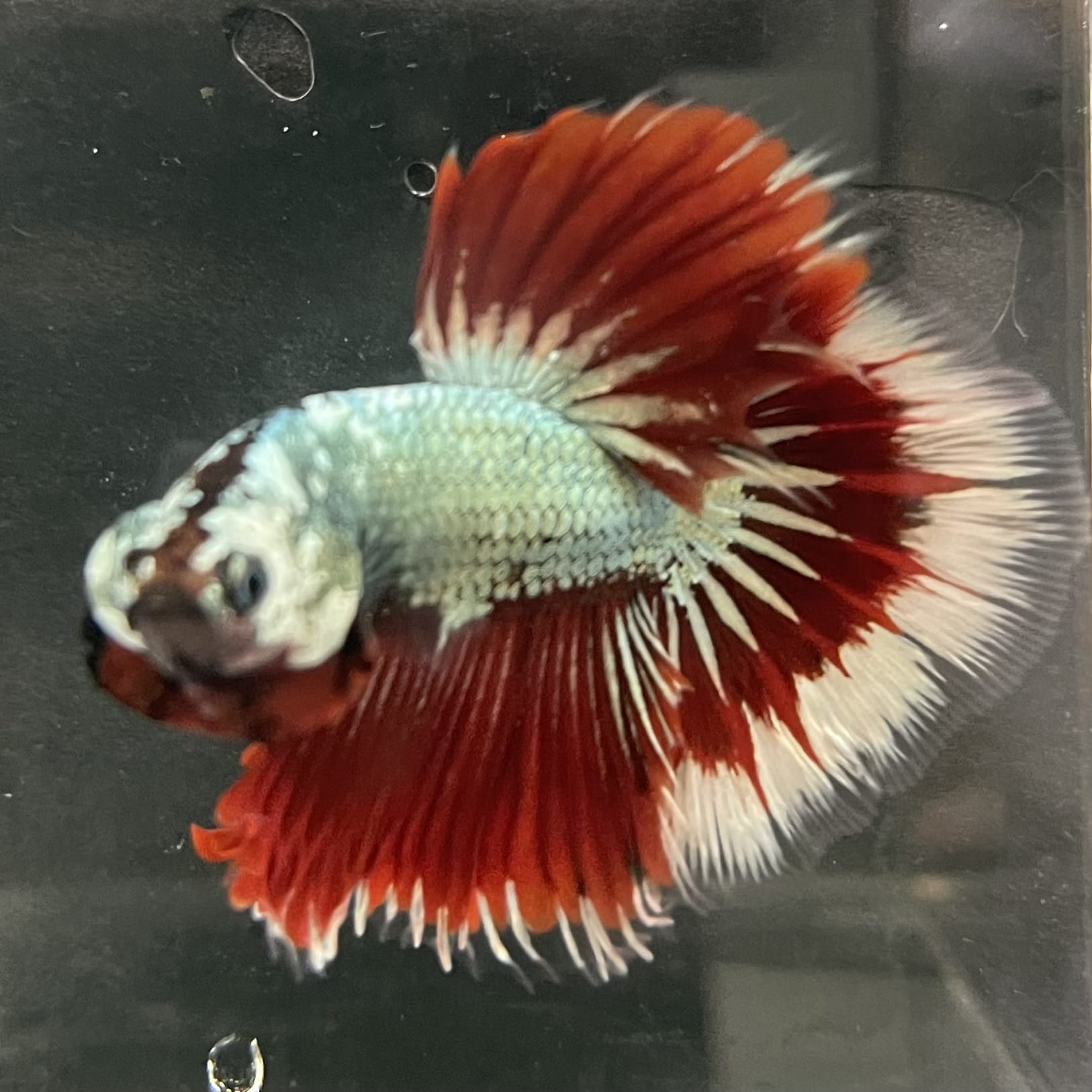 the-fish-farm Male Betta Male Betta - One Only - 17 Choose your favourite Male Betta from The Fish Farm Australia