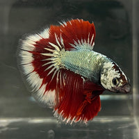 the-fish-farm Male Betta Male Betta - One Only - 17 Choose your favourite Male Betta from The Fish Farm Australia