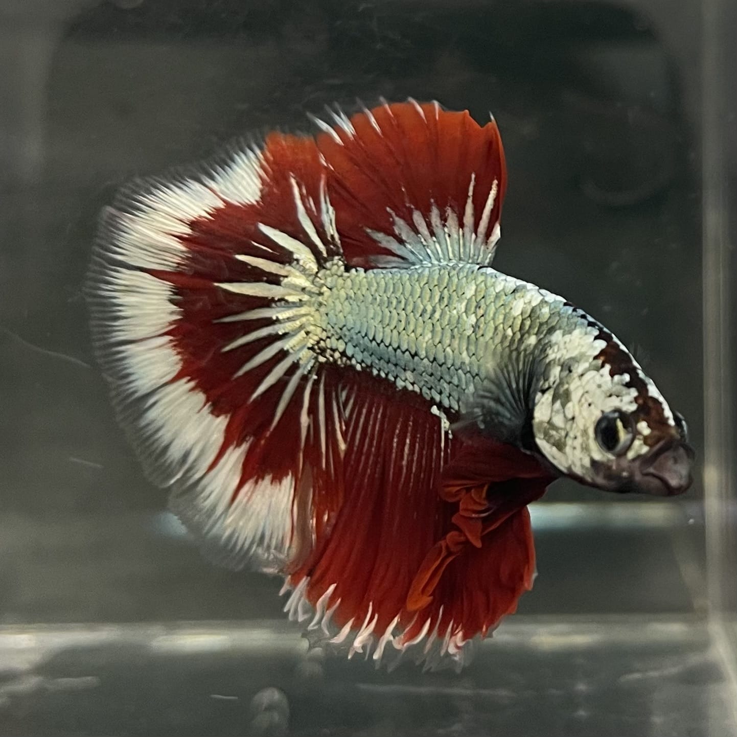 the-fish-farm Male Betta Male Betta - One Only - 17 Choose your favourite Male Betta from The Fish Farm Australia