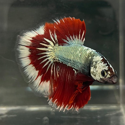 the-fish-farm Male Betta Male Betta - One Only - 17 Choose your favourite Male Betta from The Fish Farm Australia