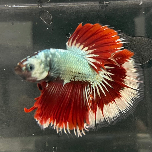 the-fish-farm Male Betta Male Betta - One Only - 17 Choose your favourite Male Betta from The Fish Farm Australia
