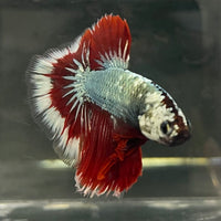 the-fish-farm Male Betta Male Betta - One Only - 17 Choose your favourite Male Betta from The Fish Farm Australia